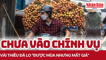 Chưa vào chính vụ, vải thiều đã lo “được mùa nhưng mất giá” | Báo Nhân Dân