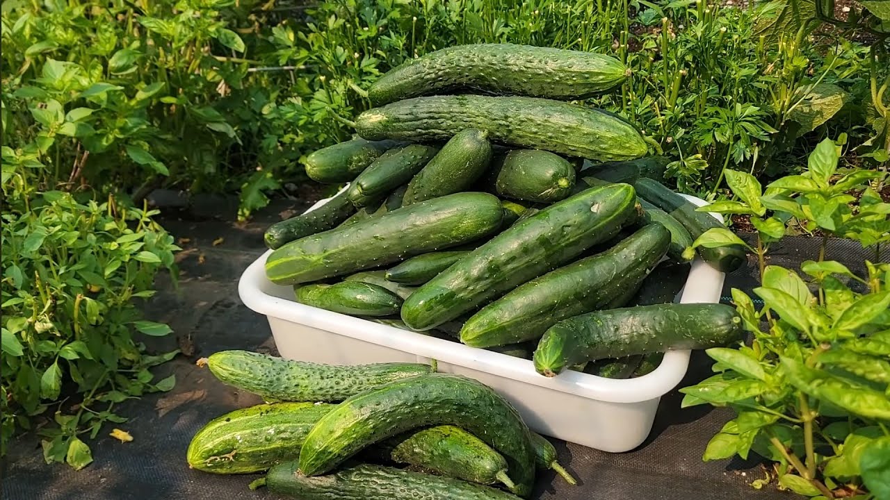 THU HOẠCH CẢI CẦU VÒNG, DƯA LEO NHIỀU NHƯ NÚI,CÀ CHUA BỰ