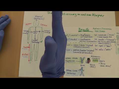 Video: Was bedeutet kaudal in der Anatomie?
