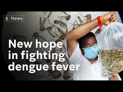 Video: Tidligt Advarselssignal For Dengue-udbrud Og Identifikation Af Områder Med Høj Risiko For Dengue-feber I Colombia Ved Hjælp Af Klima- Og Ikke-klimasystemer