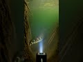Water Python POV: Micro Camera Exploration of a Submerged Burrow