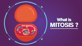 What is Mitosis?