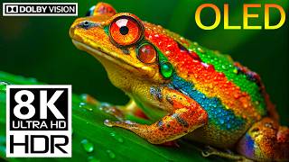 Color Therapy: Vibrant Wildlife in 8K HDR 120FPS Dolby Vision
