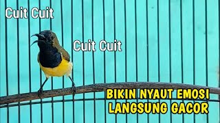 Cuit Cuit Crececet Panggilan SOGON PEMBANGKIT EMOSI‼️HANYA 1 MENIT❗PALING AMPUH