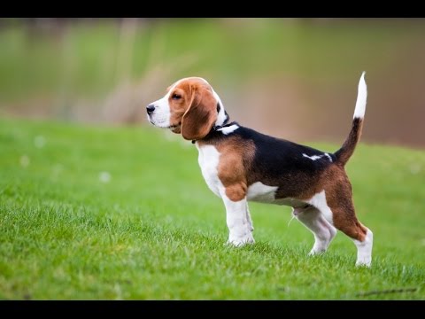 Video: ¿Qué razas caninas tienen orejas pequeñas?