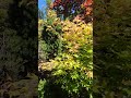 BEAUTIFUL PEACH YELLOW USU MIDORI JAPANESE MAPLE - SUBSCRIBE @amazingmaples