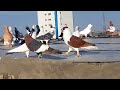 real pigeons lovers will not lose watching of this video|| famous pigeons || beautiful pigeons