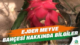 Ejder Meyvesi Bahçesi Hakkında Bilgiler