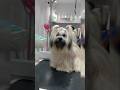 #grooming time#lhasa #pets #cuteanimal #puppy #cute