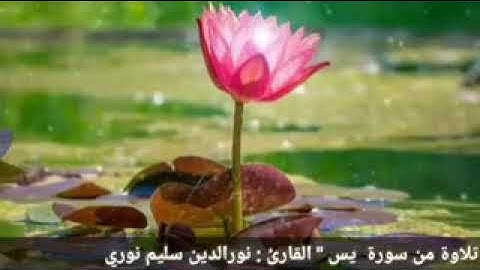 سورة يس بصوت القارئ نور الدين سليم