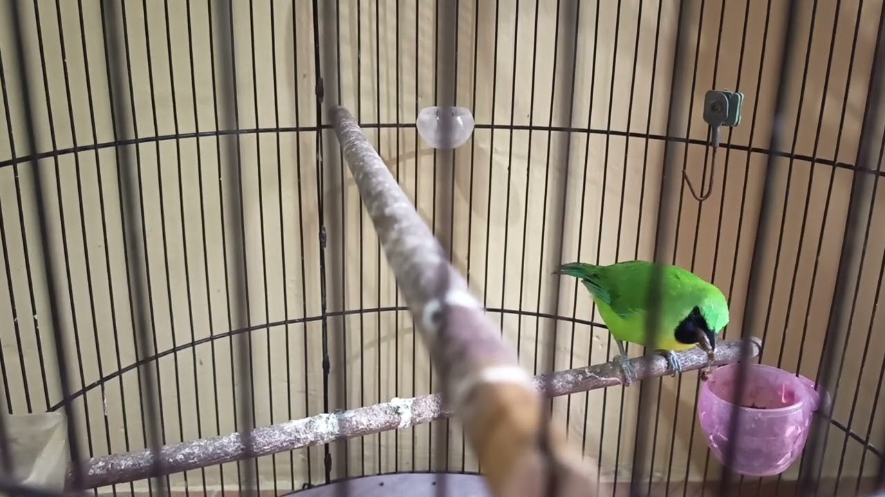 🐦 Cucak Ranting Gacor Saat Makan Jangkrik, Suara Ngerol Panjang!