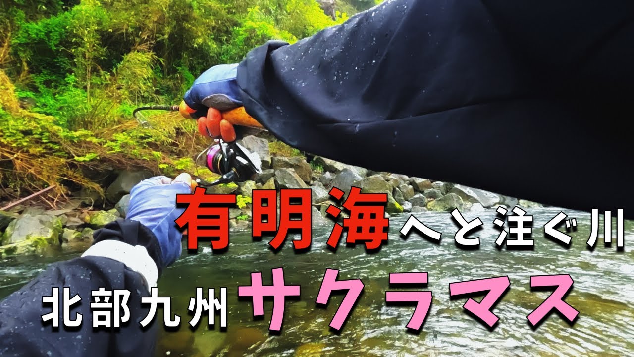 九州有明海へと注ぐ川でサクラマス！？【渓流ルアー】