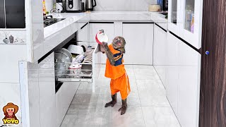 Monkey YoYo Jr knows to help Mom do housework when Mom hurts her hand