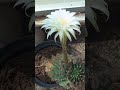 Blooming cacti 🌵 in the botanical garden / Цветущие кактусы 🌵 в ботсаду #cacti