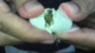 Moonrock Ice by Dr. Zodiak (Bud - Clear - 99% THCa)