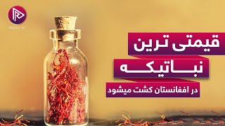 چرا ولایت هرات افغانستان بهترین بستر برای کشت زعفران است؟ | Saffron of Afghanistan