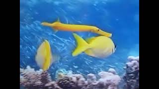 Life Within The Great-Barrier-Reef Australia