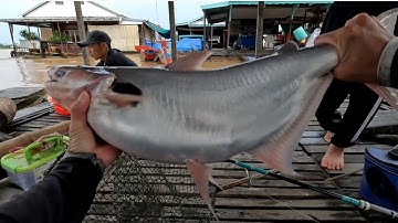 Câu Cá Vồ Đém Mùa Nước Nổi #1 || Ngày Trở Lại Đầy Cảm Giác .