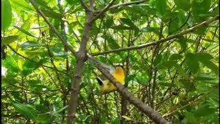 Pikat Burung sikatan emas berwarna cantik dan unik , auto dapat