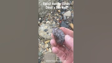 Fossil Hunter Finds Devil’s Toe Nail #fossils #fossilhunting #jurassic #shorts