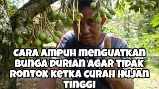 CARA MERAWAT BUNGA DURIAN AGAR TIDAK RONTOK #kebundurianmusangking