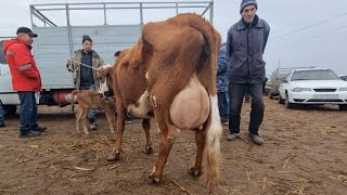 20-МАРТ/ҚАНЛЫКОЛ МАЛ БАЗАРЫ/СКОТНЫЙ РЫНОК/BUQALAR/BIG BULLS IN THE WORLD/BIG COW