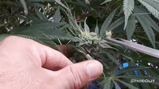 How2 top ur flowers-Budstacking