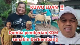 KUWU EDAN‼️DOMBA PEMBERIAN KANG DEDI MULYADI SEMAKIN BERKEMBANG #viral #kuwuedan #kangdedimulyadi