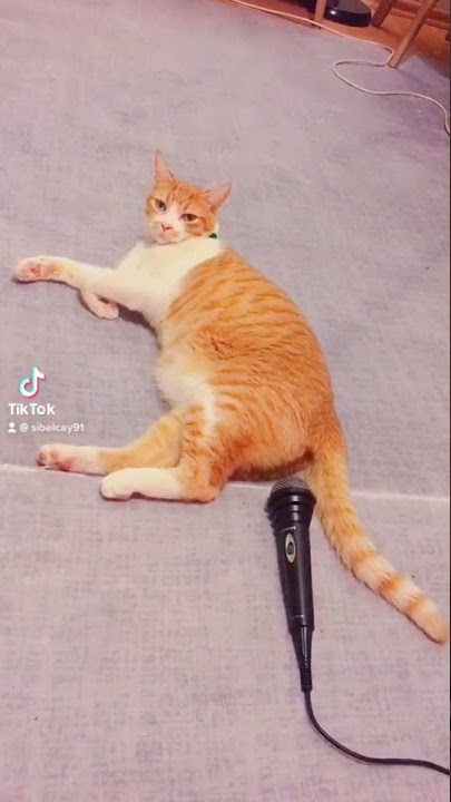 Cat Fart 🐱🤣, Funny videos, #shorts #funny #cats #tiktok #funnyworld