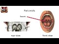 The pharynx