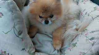 All about the life of charming dogs of the mini-Spitz breed!