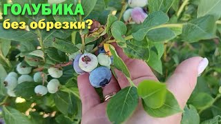 видео: Нужна ли обрезка при выращивании ГОЛУБИКИ? картинка: Нужна ли обрезка при выращивании ГОЛУБИКИ?