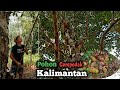 Panen buah cempedak hutan Kalimantan