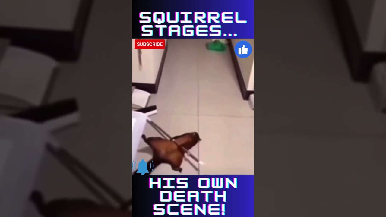 Squirrel Stages His Own death Scene! So Cute
