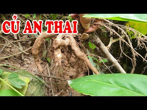 Video Củ gai tươi - (VỊ CỨU TINH) chữa động thai và dọa sảy... - youtube
