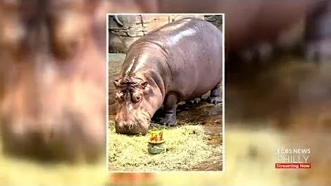 Adventure Aquarium In Camden Holds 22nd Birthday Celebration For Genny The Hippo