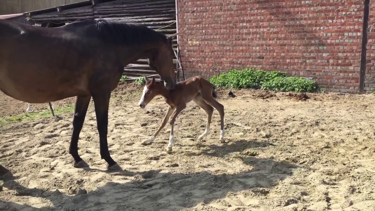 Newborn Horse Walking