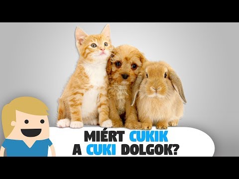 Videó: Megértjük A Pszichológusokat! Ki, Miért és Miért?