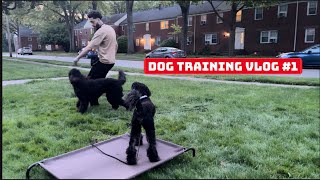 What My UnEdited Dog Training Sessions Look Like