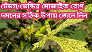 ঢেড়সের মোজাইক রোগের কারন ও রোগ দমনের সঠিক উপায় সর্ম্পকে জেনে নিন,ঢেঁড়স গাছের রোগ, ঢেড়শের পাতার দাগ