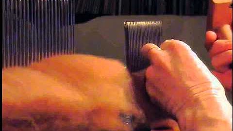 Paco-Vicuña - Combing on Valkyrie SuperFine Combs  (Processing P-V, part 1)