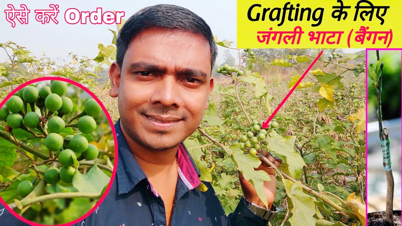 Grafted Brinjal | जंगली बैंगन के बीज | बैंगन की आधुनिक खेती | Off Season Farming | 