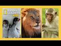 Monkeys, Lions, & Elephants, They're Just Like Us! | Full Episode Compilation | @natgeokids