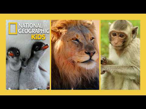 Monkeys, Lions, & Elephants, They're Just Like Us! | Full Episode Compilation | @natgeokids