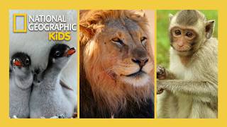 Monkeys, Lions, & Elephants, They're Just Like Us! | Full Episode Compilation | @natgeokids