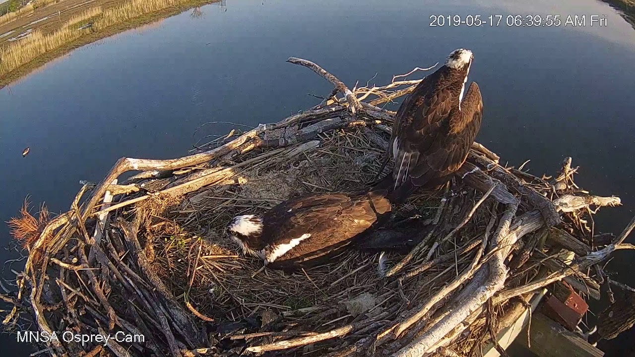 MNSA Osprey-Cam: 5/17/2019 The battle continues ejecting the 2nd egg