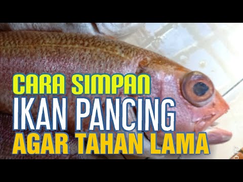 Video: Cara Menjauhkan Ikan Dari Peti Sejuk