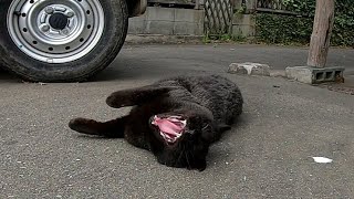 駐車場にいた黒猫、ナデナデすると喜んで伸び〜ゴロンゴロンで真っ白けになる