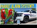 Homeowner Ignored Parrot Who Tried to Report Theft (ft. Anthony Lee)