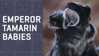 Meet our mustached EMPEROR TAMARIN babies
Our emperor tamarin babies are growing! At just two months old, these little ones are already making their first attempts at climbing around the habitat on their own. Theyve even started growing their signature mustache! 😍
➡ Subscribe: http://bit.ly/SubscribeDallasZooTube
Follow the Dallas Zoo:
Official Site: http://bit.ly/DallasZooOfficialSite
Facebook: http://bit.ly/DallasZooFacebook
Instagram: http://bit.ly/DallasZooInstagram
Twitter: https://twitter.com/dallaszoo
TikTok: https://www.tiktok.com/@dallaszooofficial
Engaging People & Saving Wildlife Meet our mustached EMPEROR TAMARIN babies